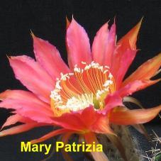 EP-H. Mary Patrizia.4.1.jpg 